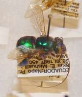 Image of Euglossa allosticta Moure 1969