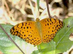 Image of Common Leopard