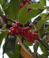 Image of silverleaf cotoneaster