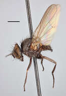 Fannia aethiops Malloch 1913 resmi