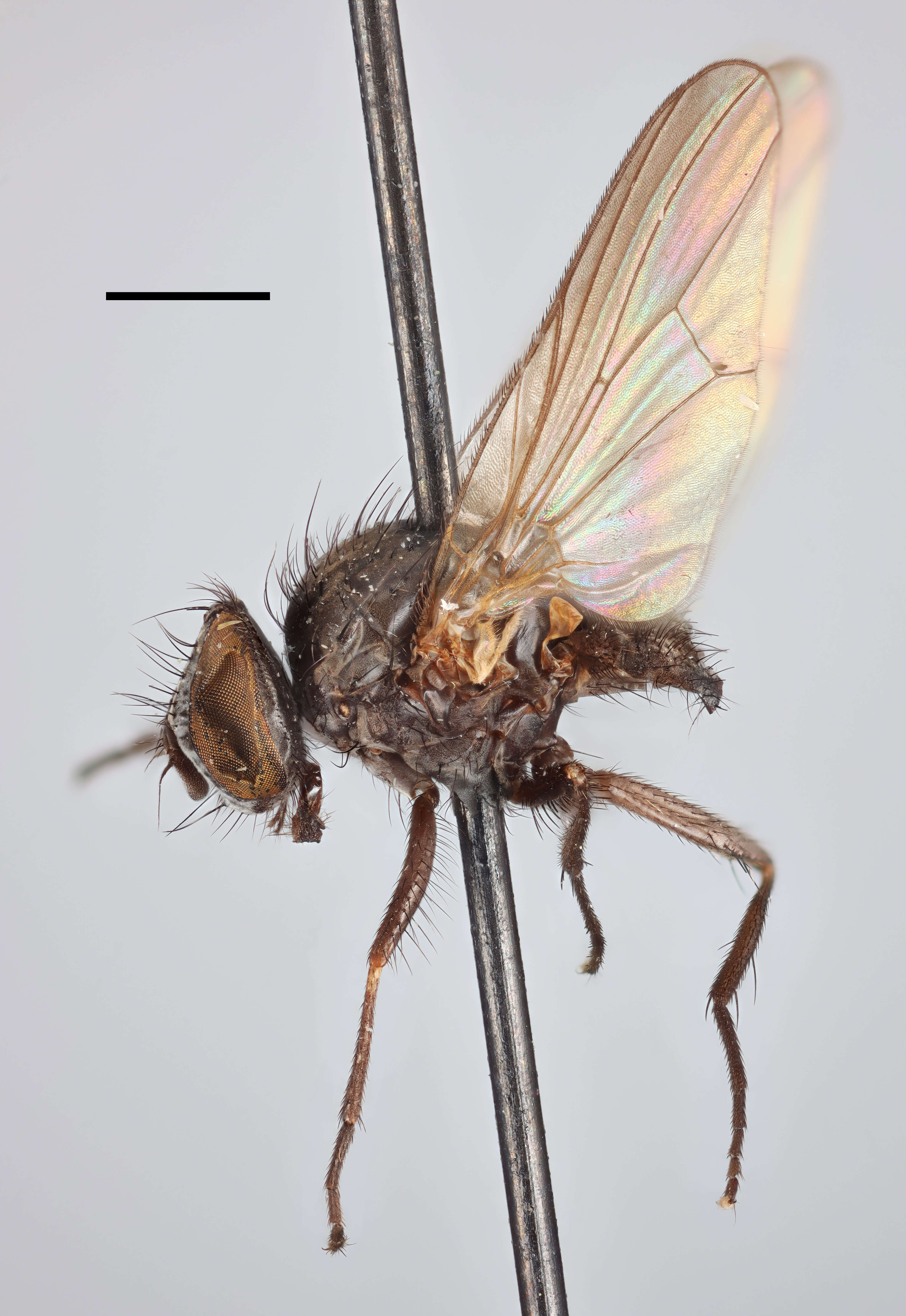 Fannia aethiops Malloch 1913 resmi