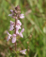 Слика од Stachys floridana Shuttlew. ex Benth.