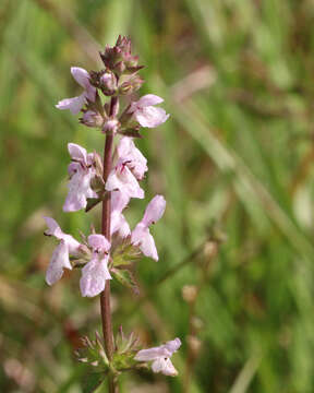 Слика од Stachys floridana Shuttlew. ex Benth.