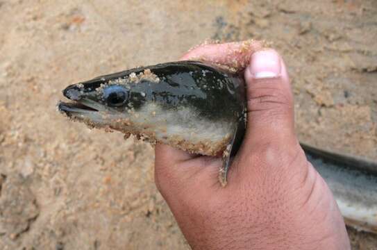 Image of American Eel