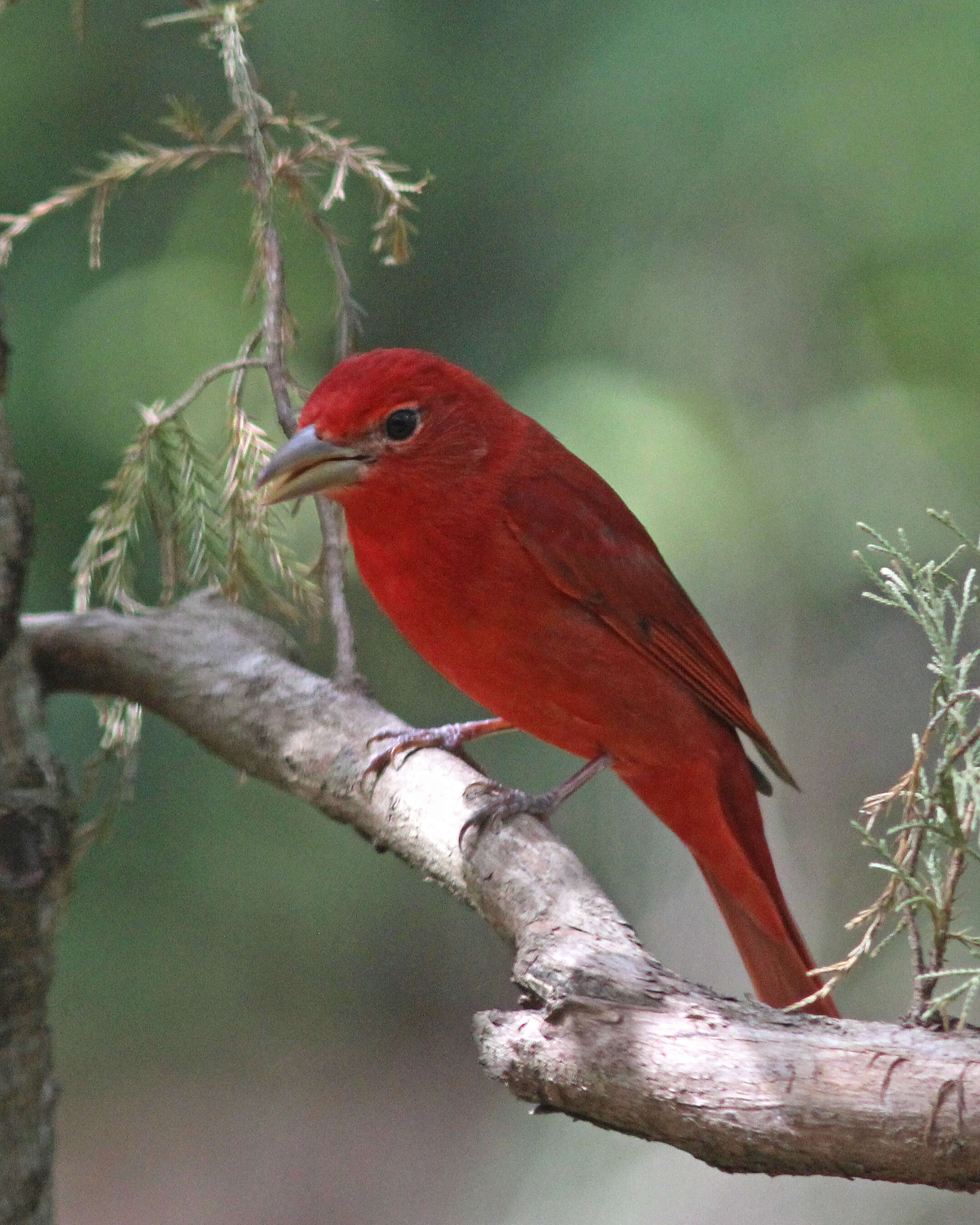 Image of Summer Tanager