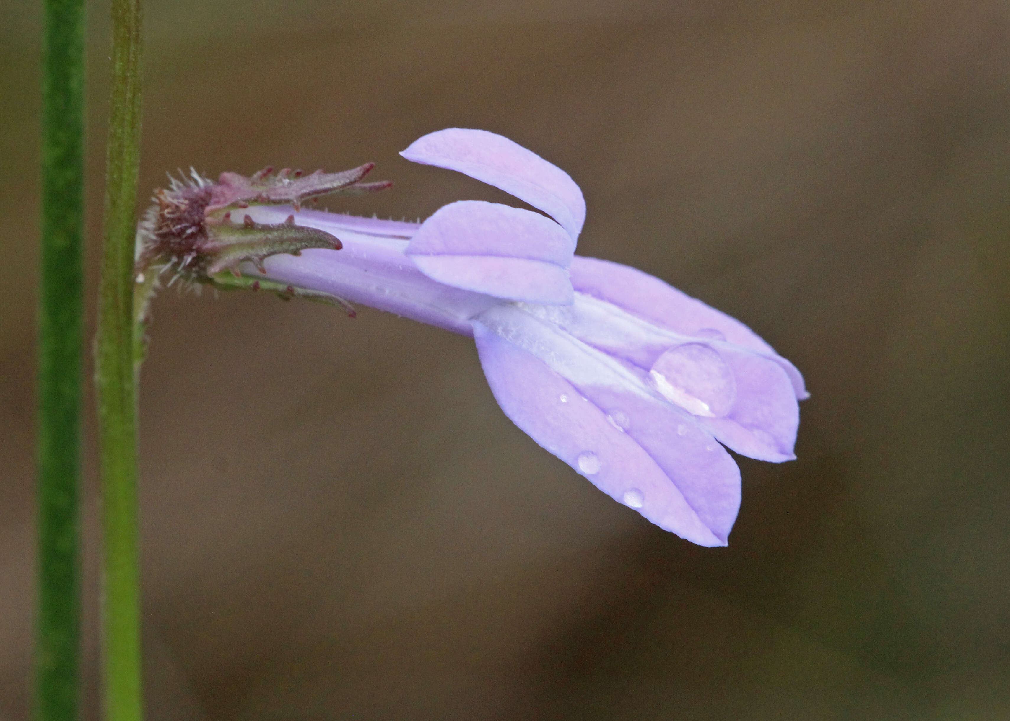 Image de Lobelia glandulosa Walter