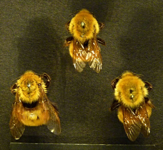 Image de Bombus dahlbomii Guérin-Méneville 1835