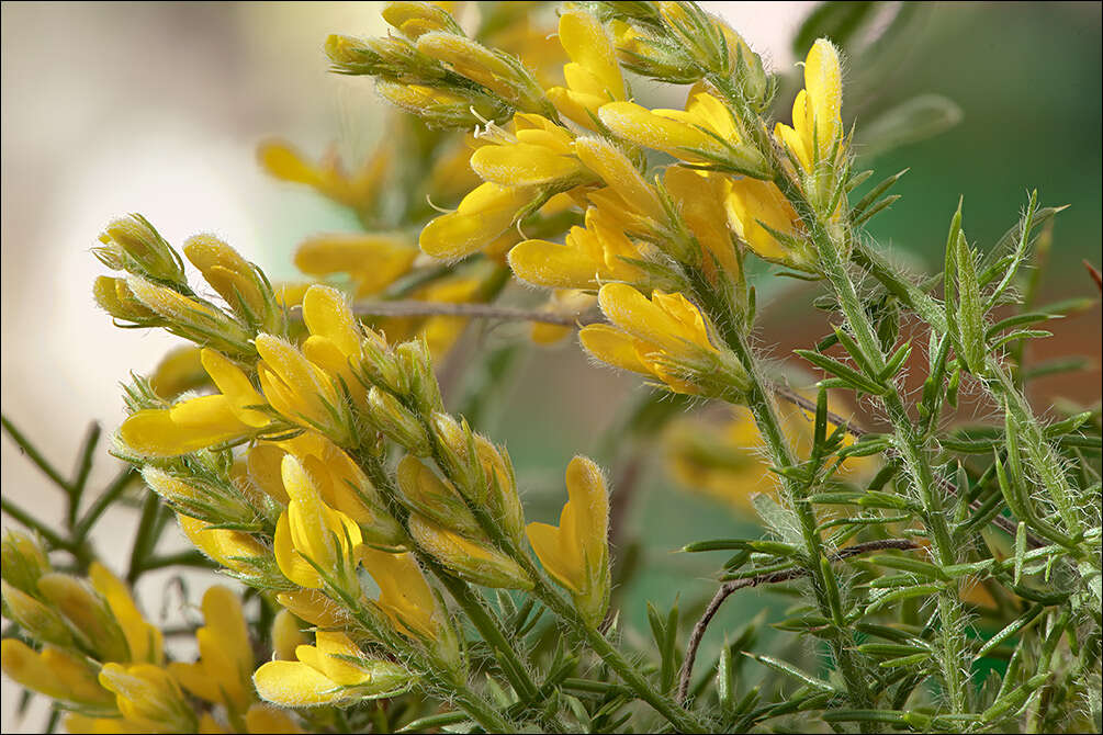 صورة Genista sylvestris subsp. dalmatica (Bartl.) H. Lindb.