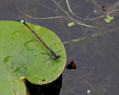 Image of Rambur's Forktail