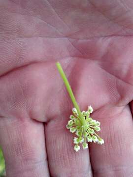 Ligusticum porteri Coult. & N. E. Rose的圖片