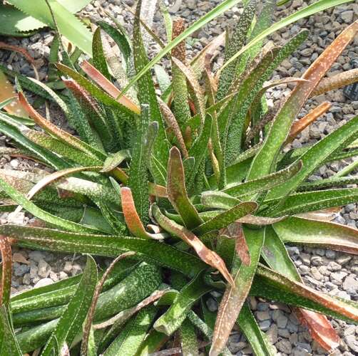 Image of Gasteria acinacifolia (J. Jacq.) Haw.