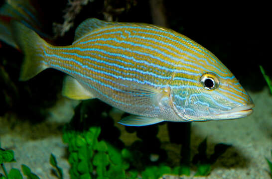 Image of Bluestriped Grunt