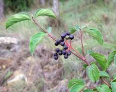 Image of bloodtwig dogwood