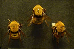 Image of Morrison Bumble Bee