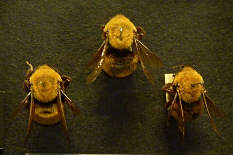 Image de Bombus morrisoni Cresson 1879