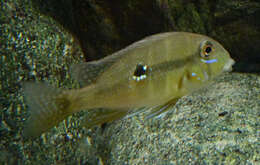 Image of Geophagus argyrostictus Kullander 1991