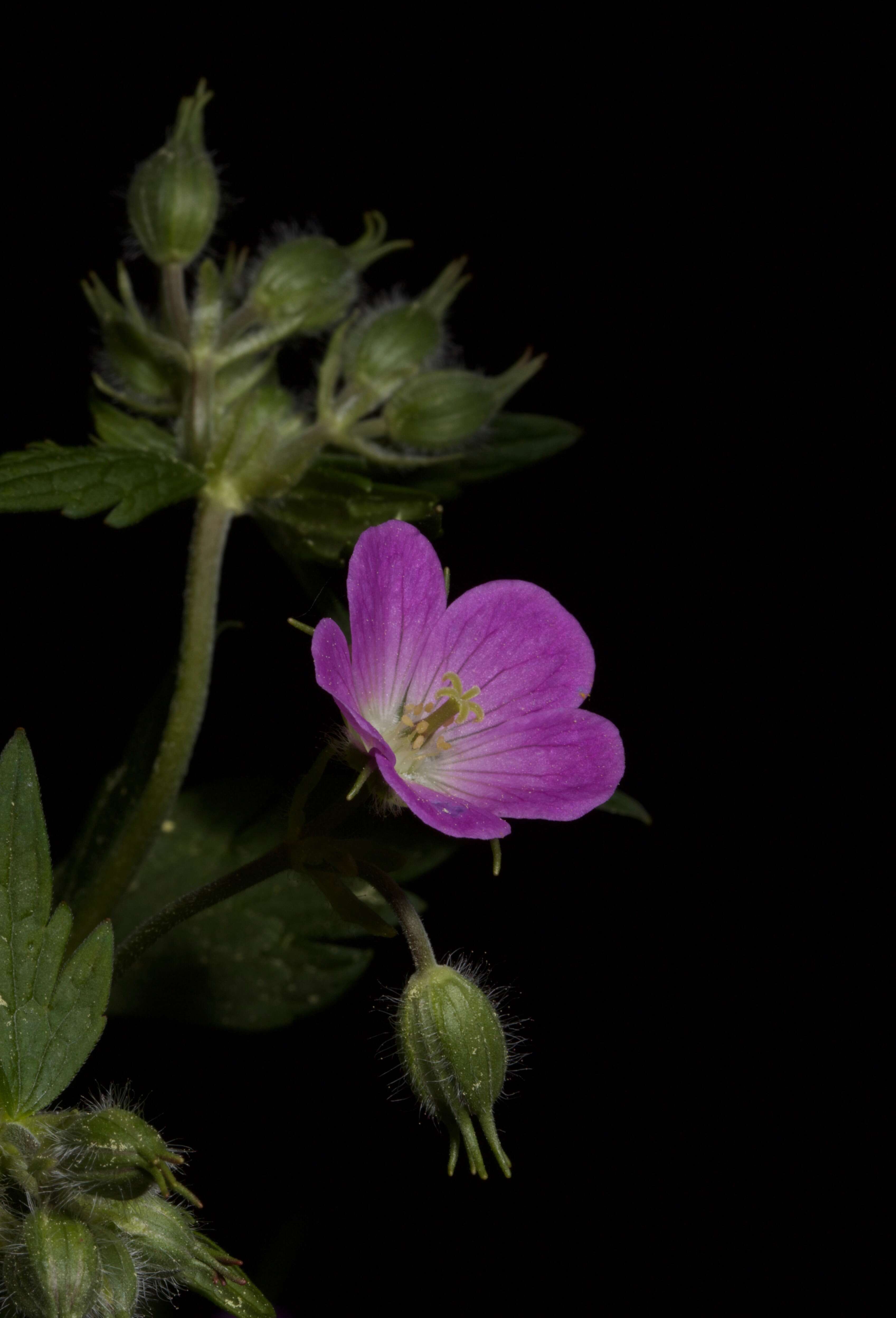 Image of spotted geranium