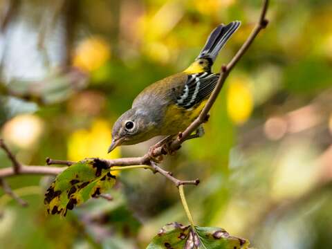 Image of Magnolia Warbler