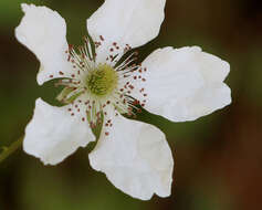 Imagem de Rubus trivialis Michx.