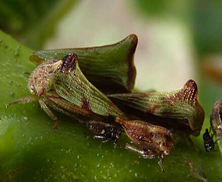 Image of Ennya ecuadorensis Fowler