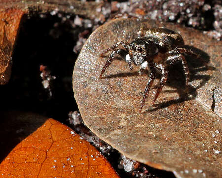 Image of Twinflagged Jumping Spider