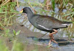 Paragallinula angulata (Sundevall 1850) resmi