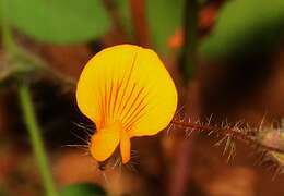 Image of Crotalaria filipes Benth.