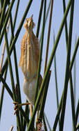 Image of Least Bittern