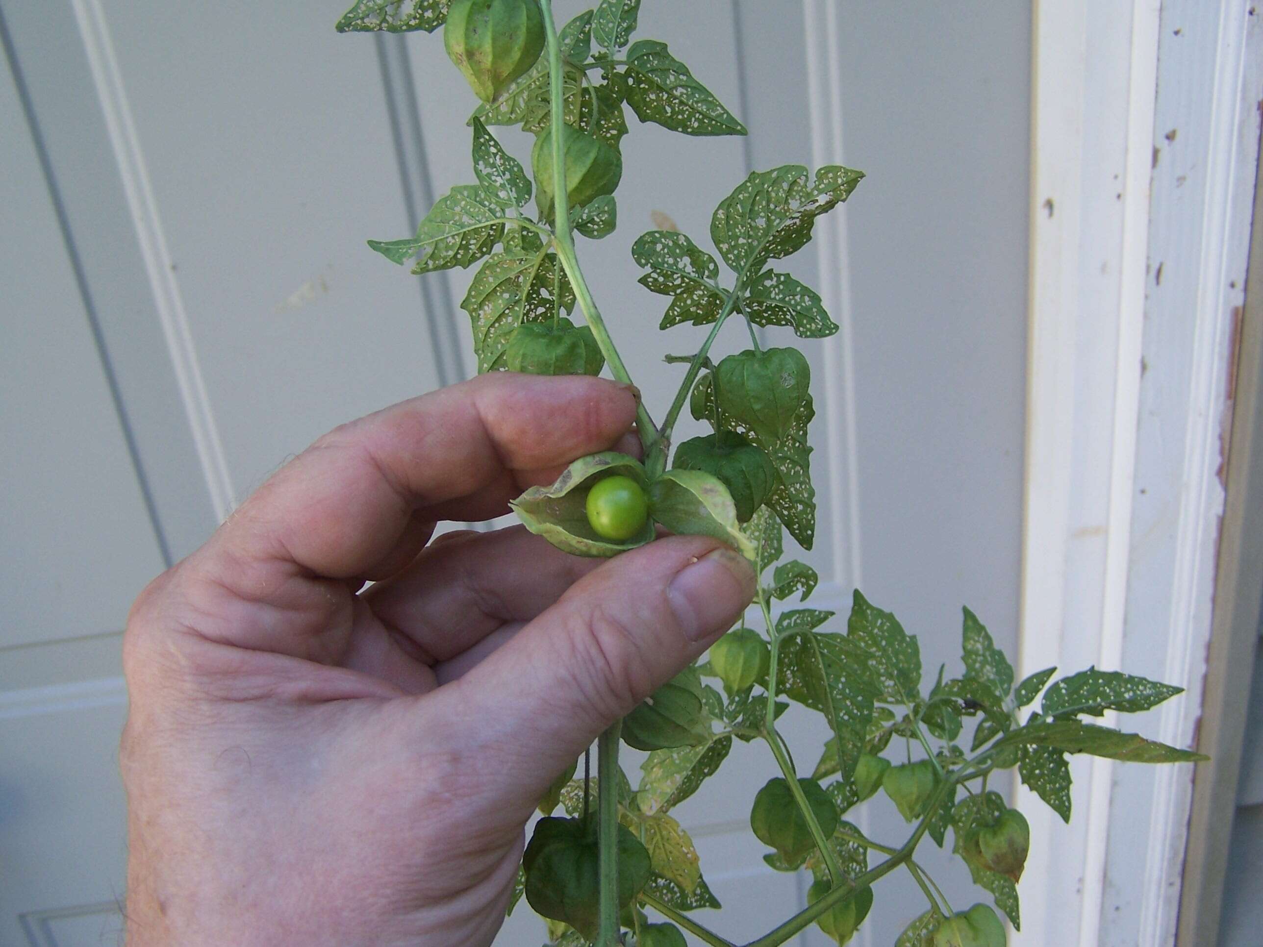 Physalis longifolia Nutt. resmi