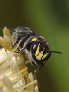 Imagem de Hylaeus alcyoneus (Erichson 1842)