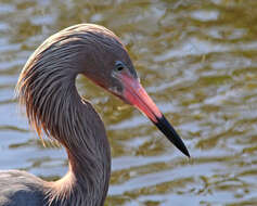 Image de Aigrette roussâtre