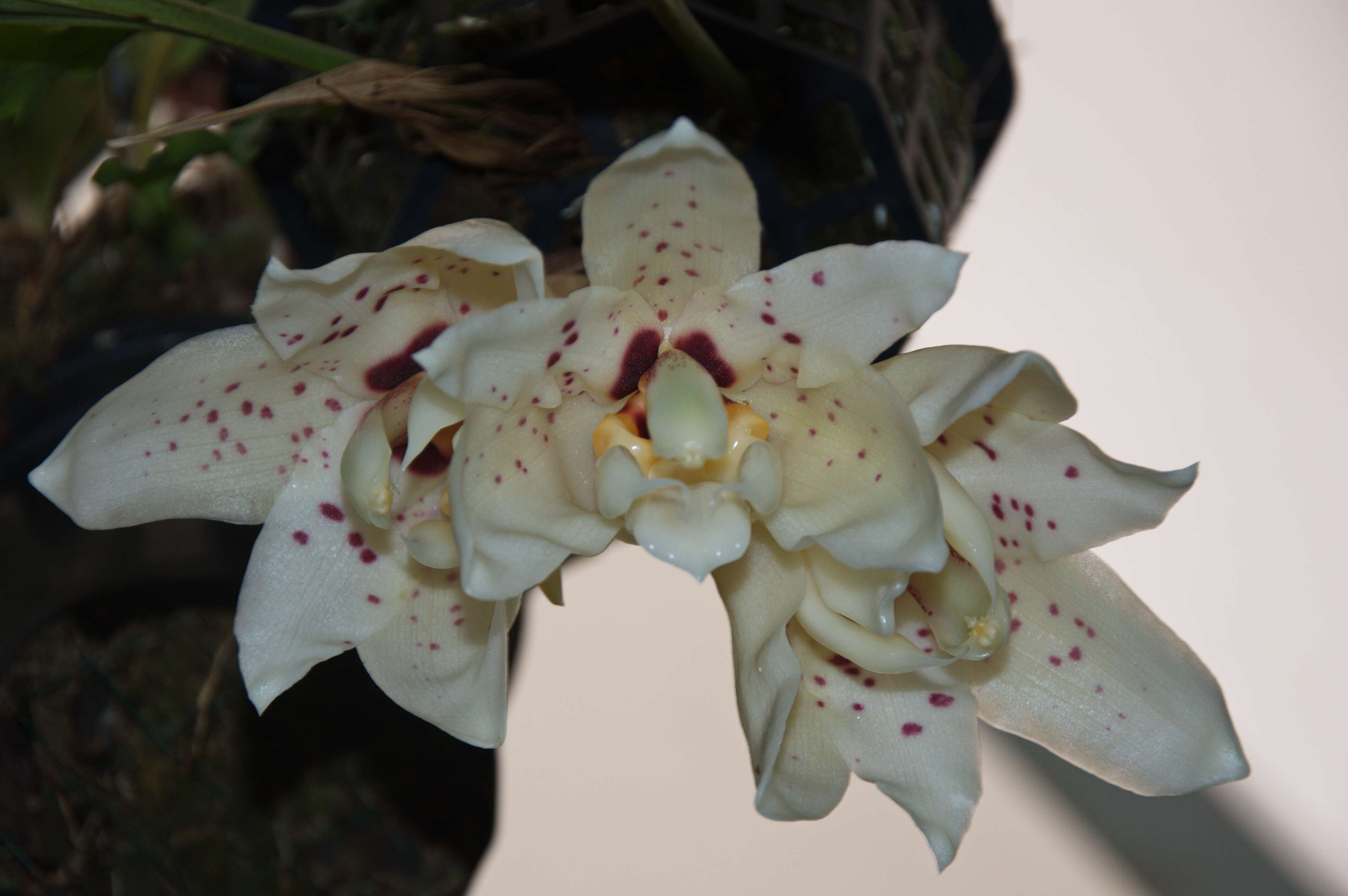 Image of Stanhopea martiana Bateman ex Lindl.