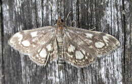 Phlyctaenia coronata Hüfnagel 1767 resmi