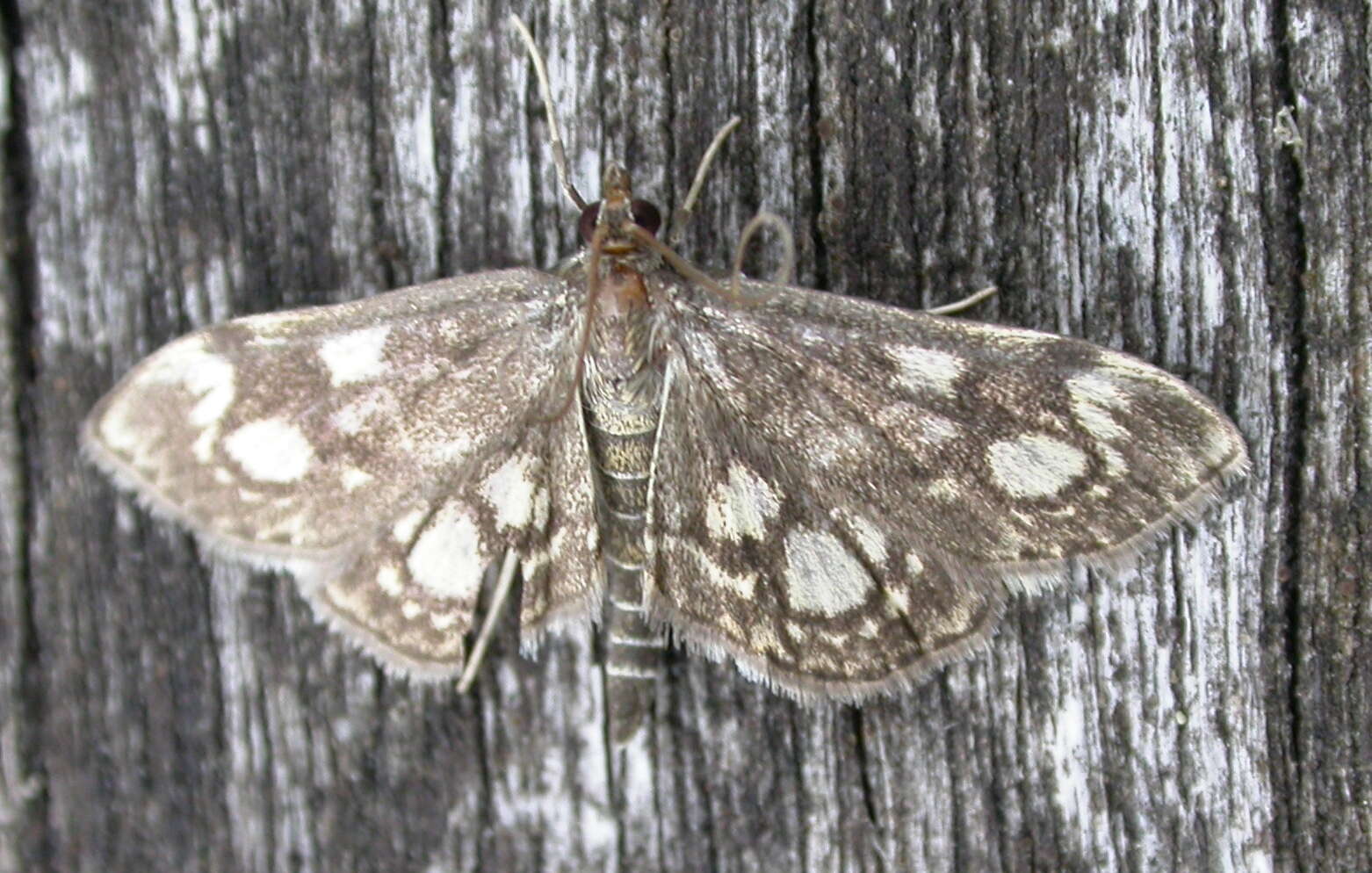 Phlyctaenia coronata Hüfnagel 1767 resmi