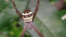 Image of Argiope minuta Karsch 1879