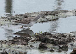 Image of Greater Yellowlegs