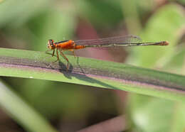 Image of Rambur's Forktail