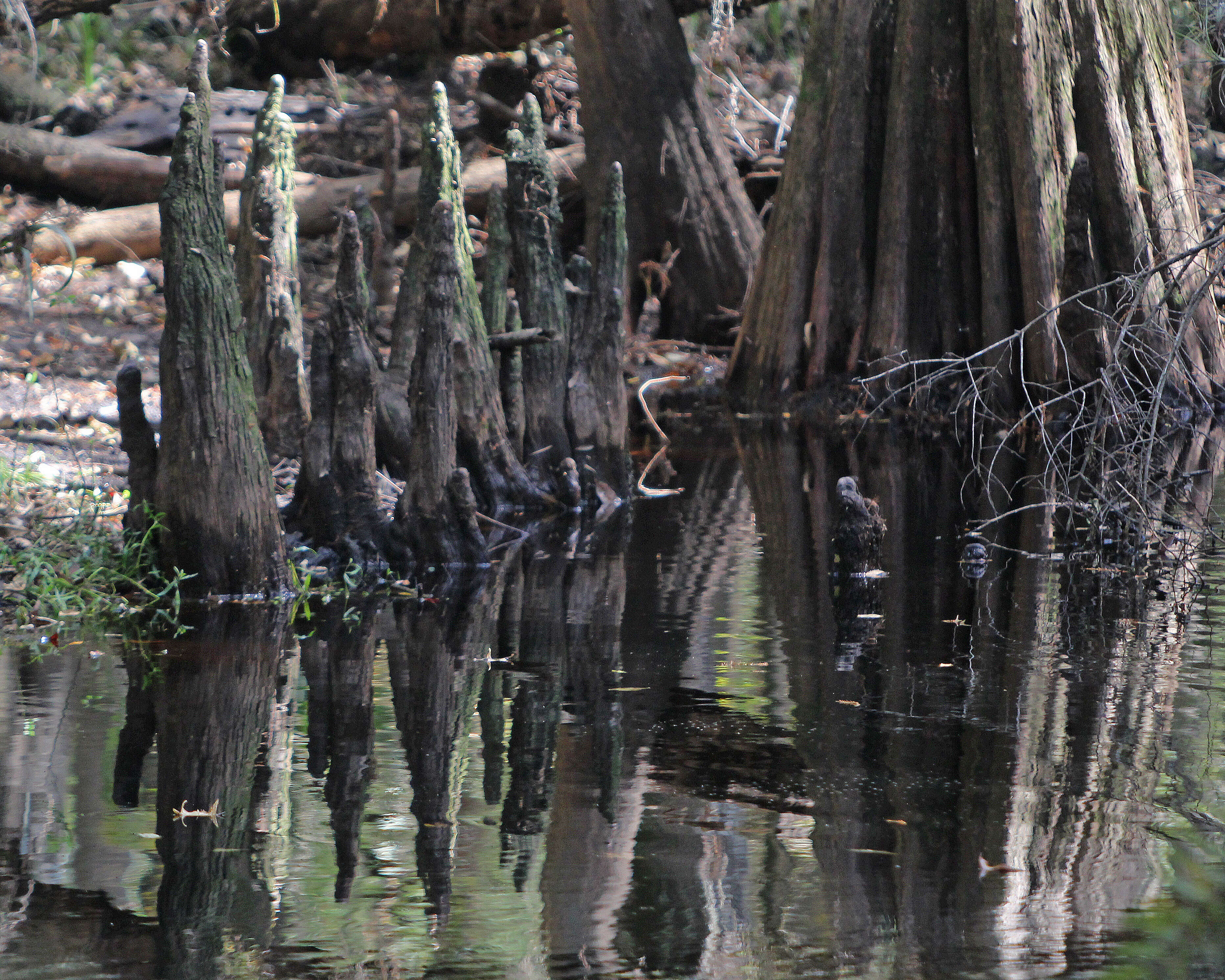 Image of Bald Cypress