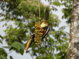 Image of Fiery-billed Aracari