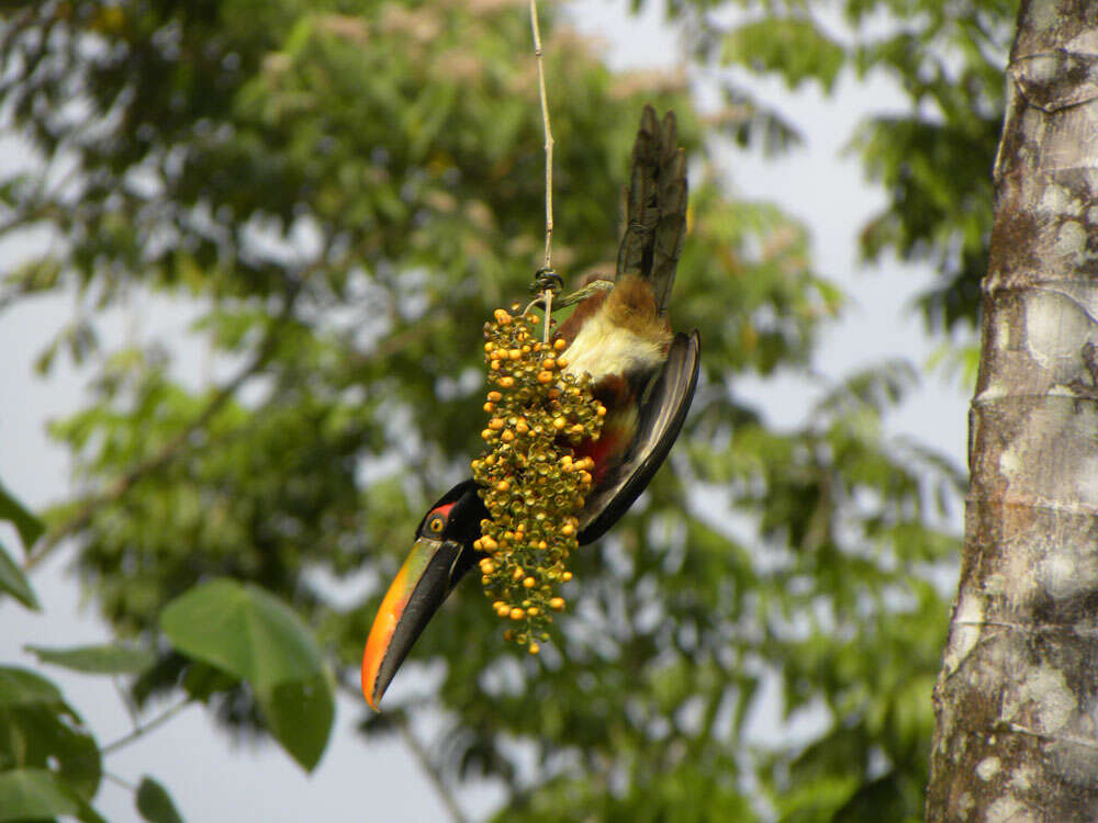 Image of Fiery-billed Aracari