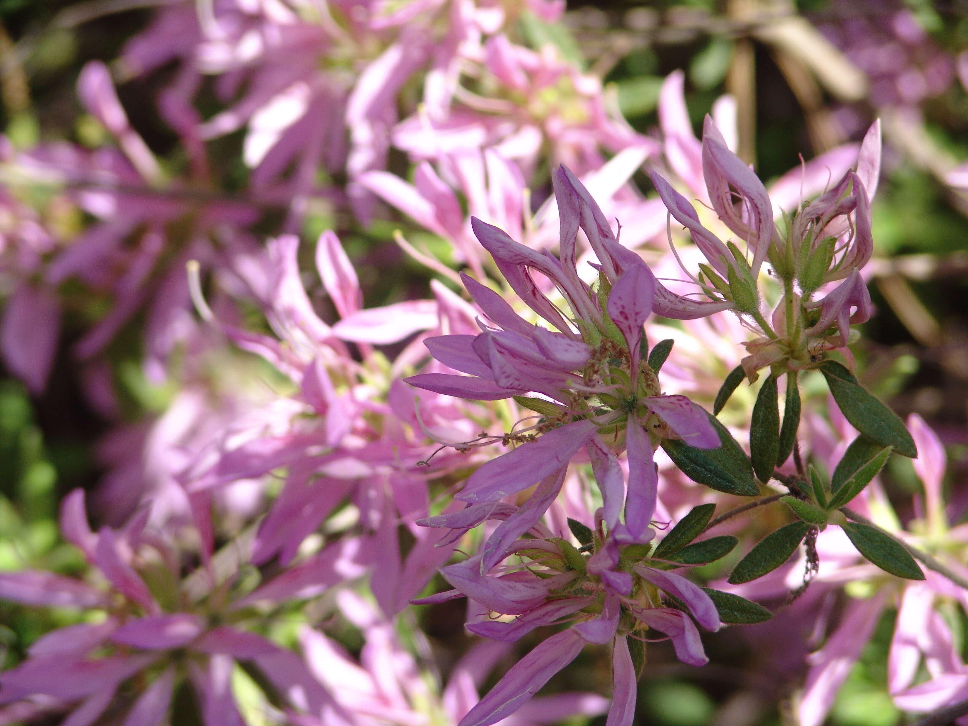 Plancia ëd Rhododendron macrosepalum Maxim.