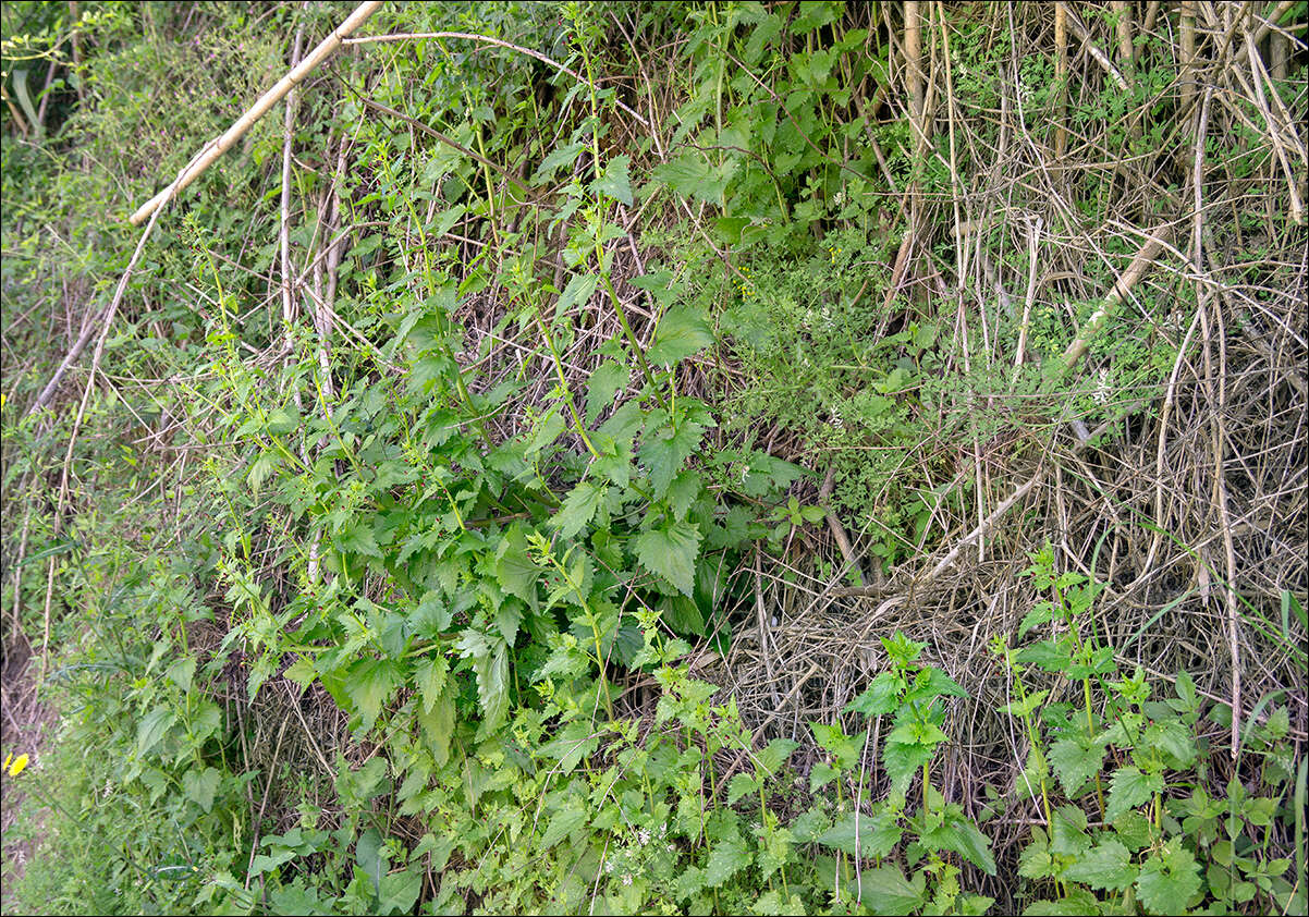 Scrophularia peregrina L. resmi