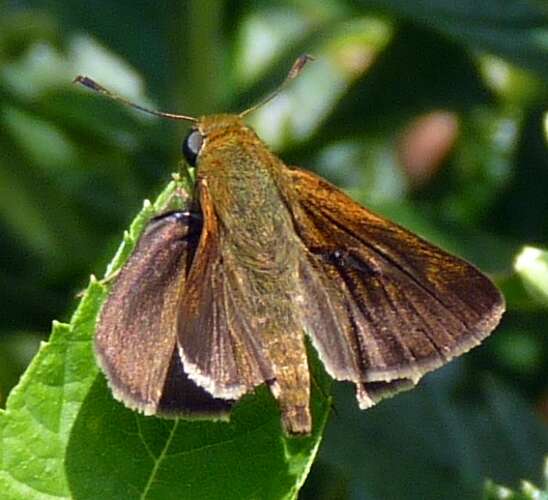 Image of Dun Sedge Skipper