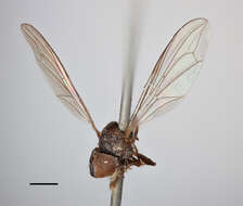 Image of Pipunculus campestris Latreille 1805