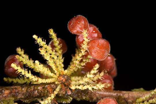 Image of Lacistema aggregatum (Berg.) Rusby