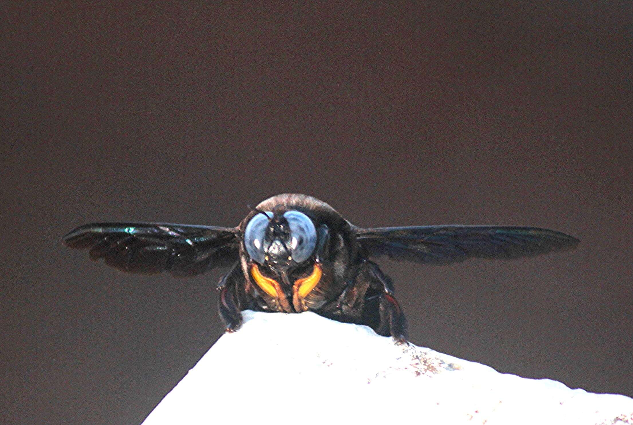 Xylocopa latipes (Drury 1773) resmi