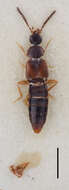 Image of Atheta (Atheta) strandiella Brundin 1954