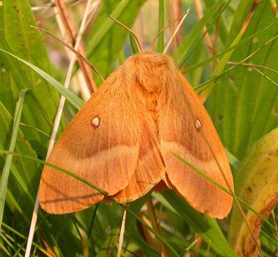 Image de bombyx du chêne