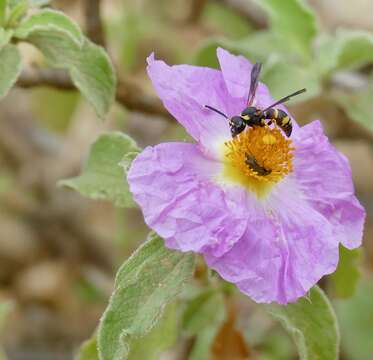 Image of Tropidodynerus flavus (Lepeletier 1841)