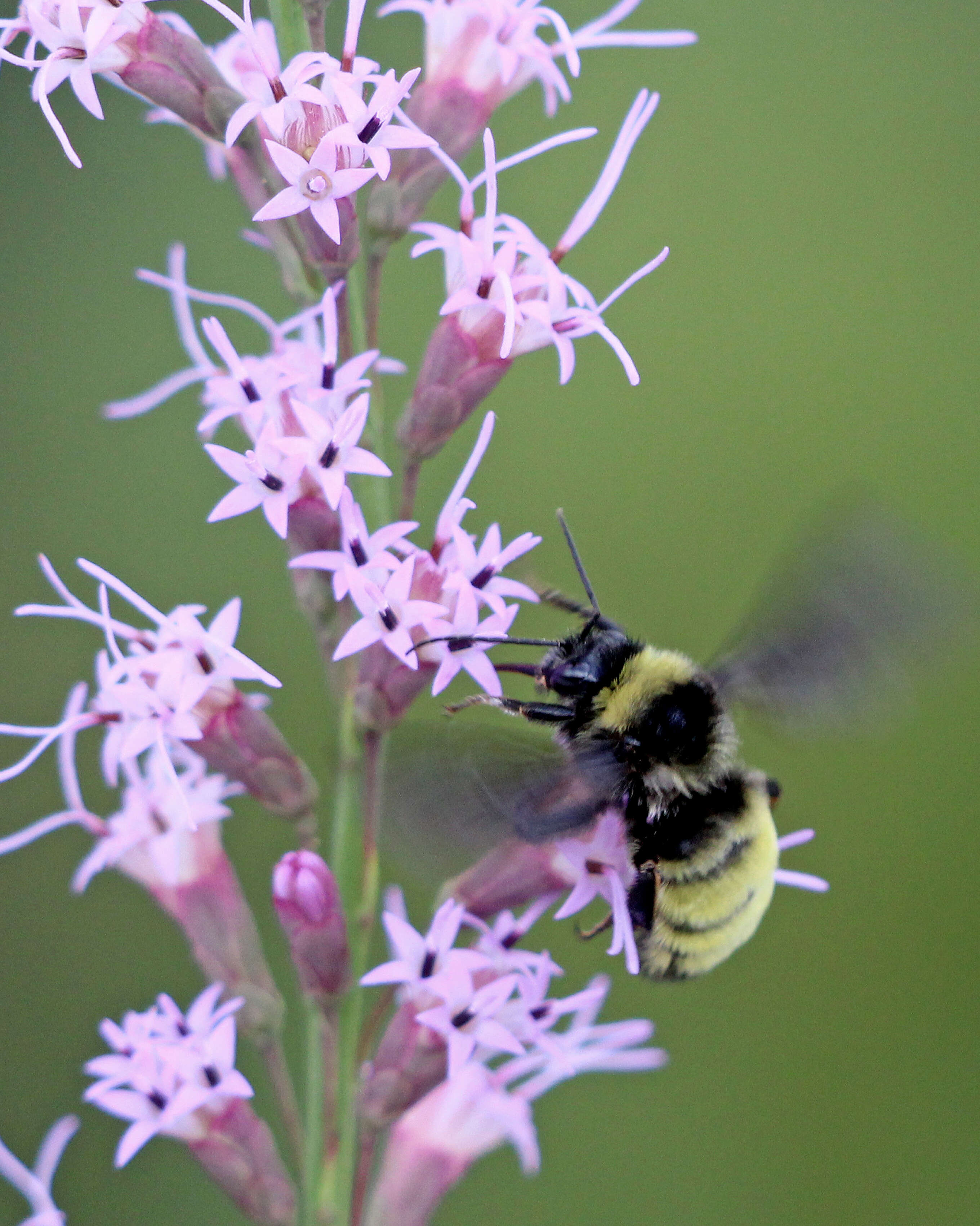 Image of American Bumblebee